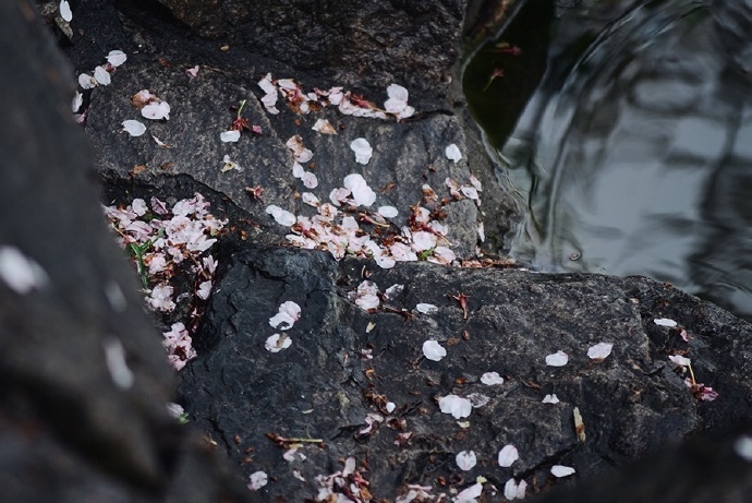 生命的流轉與美的永恒，落花若新頌