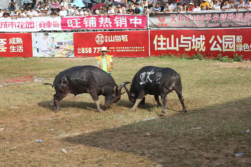 凱里斗牛新篇章，傳統(tǒng)與現(xiàn)代的完美融合